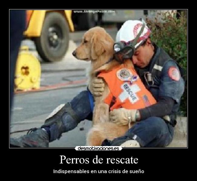 Perros de rescate - 