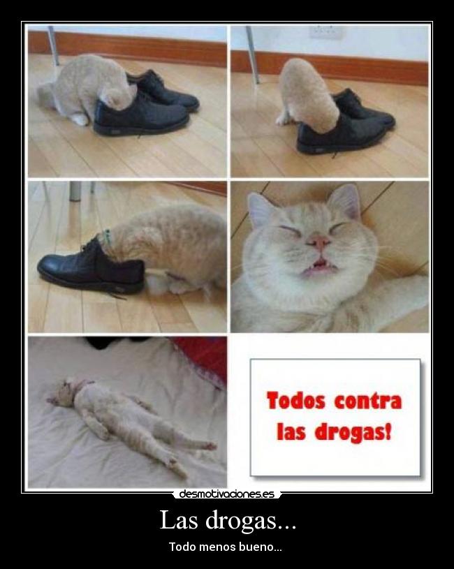 carteles gato pwnd drugs zapatero muerto desmotivaciones