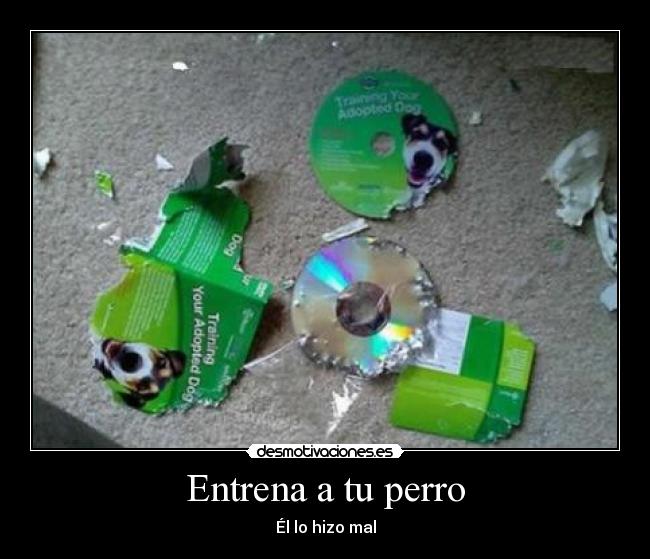 Entrena a tu perro - Él lo hizo mal
