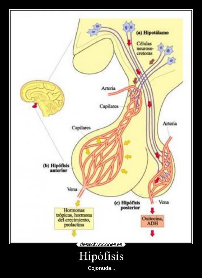 Hipófisis - Cojonuda...