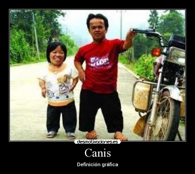 Canis -