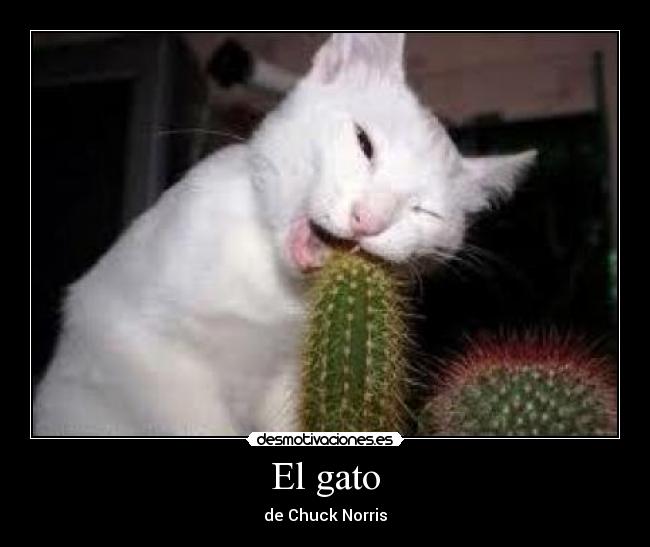 El gato - de Chuck Norris