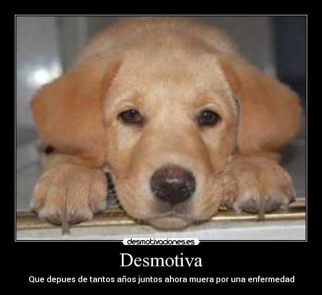 Desmotiva - 