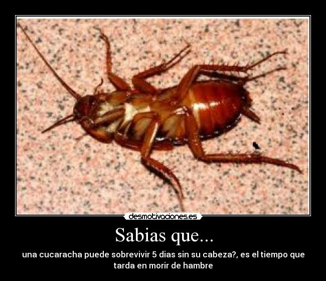 Sabias que... - 