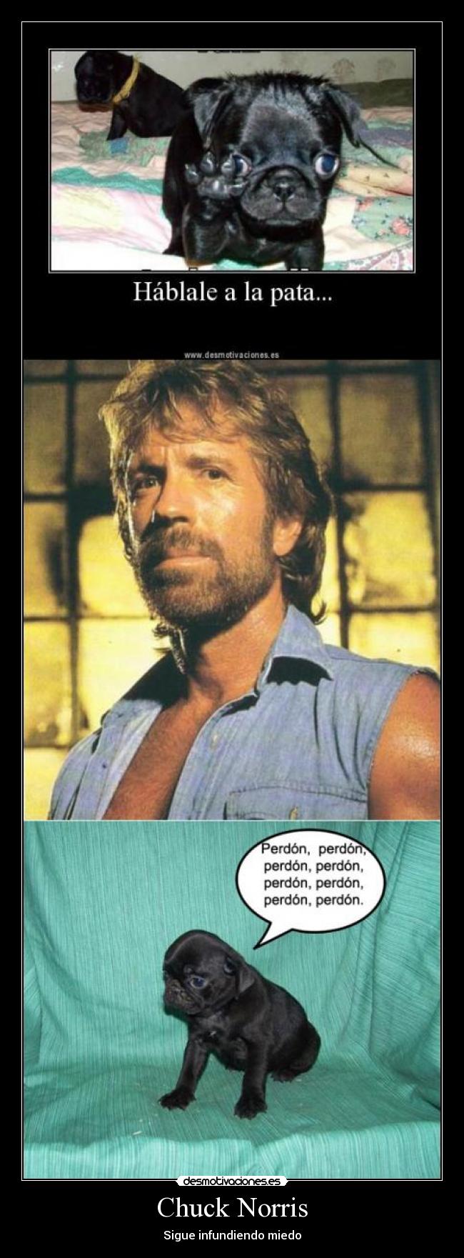 Chuck Norris -