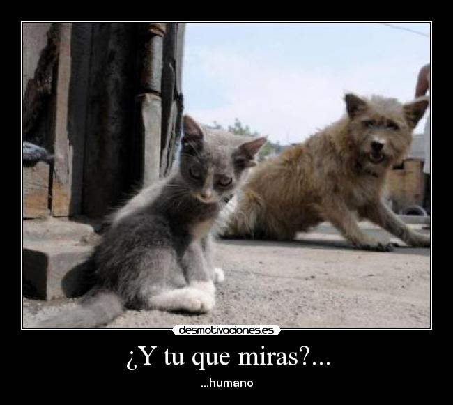 ¿Y tu que miras?... - ...humano