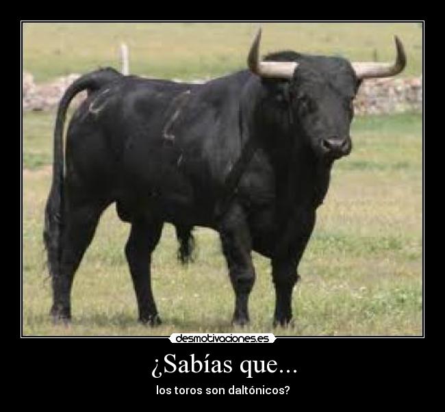 ¿Sabías que... - los toros son daltónicos?