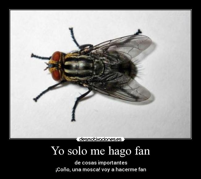 Yo solo me hago fan - de cosas importantes
¡Coño, una mosca! voy a hacerme fan