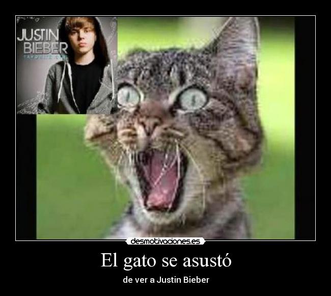 El gato se asustó - de ver a Justin Bieber