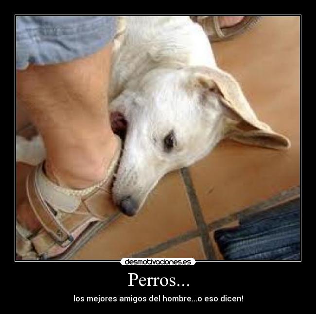 Perros... - los mejores amigos del hombre...o eso dicen!