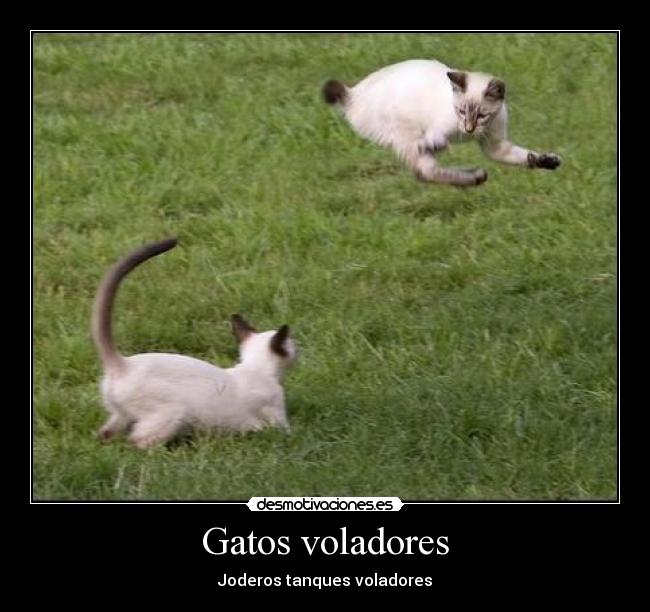 Gatos voladores -