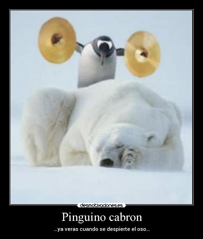 Pinguino cabron - 