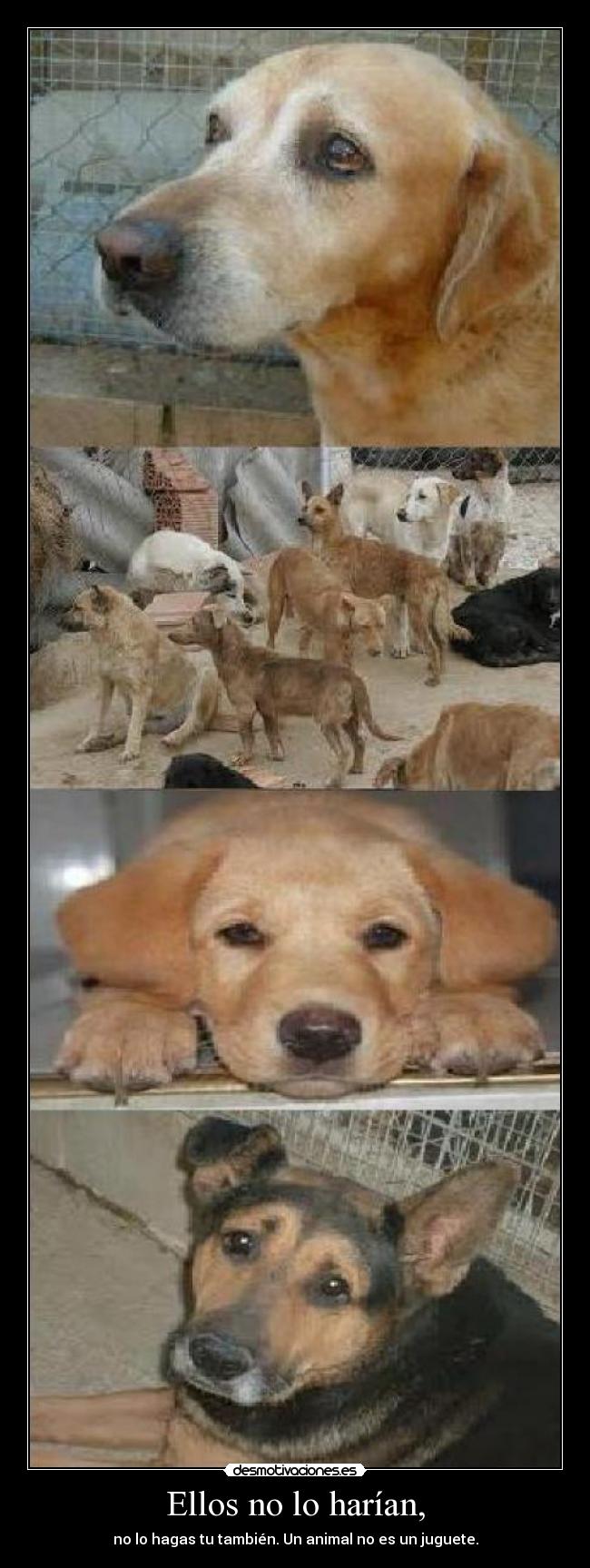 Ellos no lo harían, - no lo hagas tu también. Un animal no es un juguete.