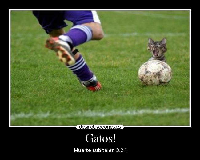Gatos! - 