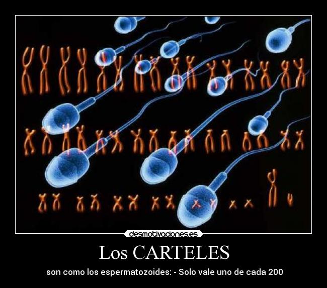 Los CARTELES - son como los espermatozoides: - Solo vale uno de cada 200