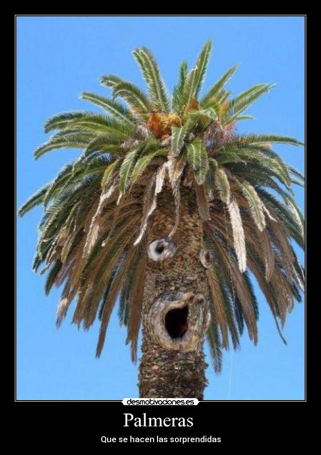 Palmeras - Que se hacen las sorprendidas