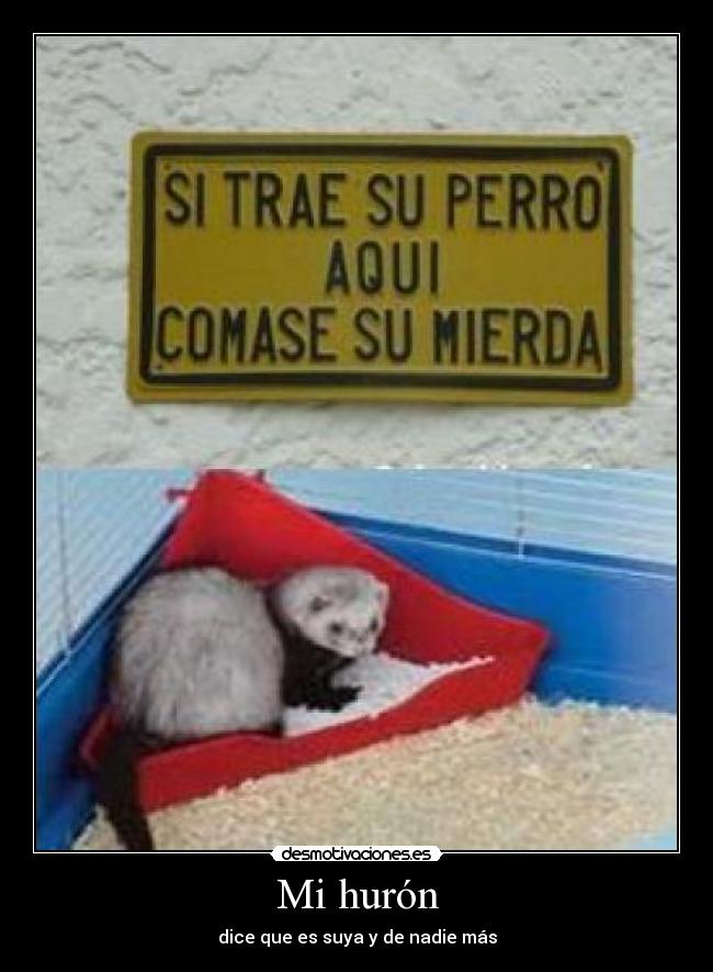 Mi hurón - dice que es suya y de nadie más