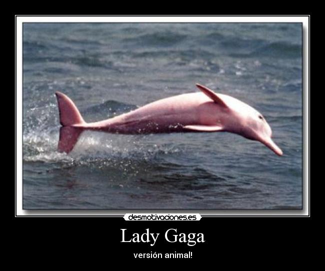 Lady Gaga - versión animal!
