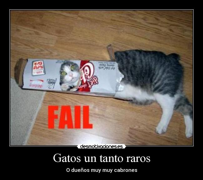 Gatos un tanto raros - O dueños muy muy cabrones