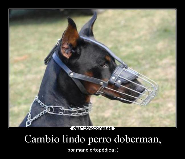 Cambio lindo perro doberman, - 