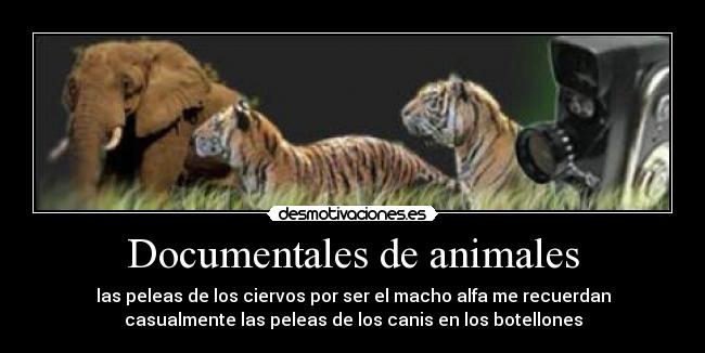 Documentales de animales - 