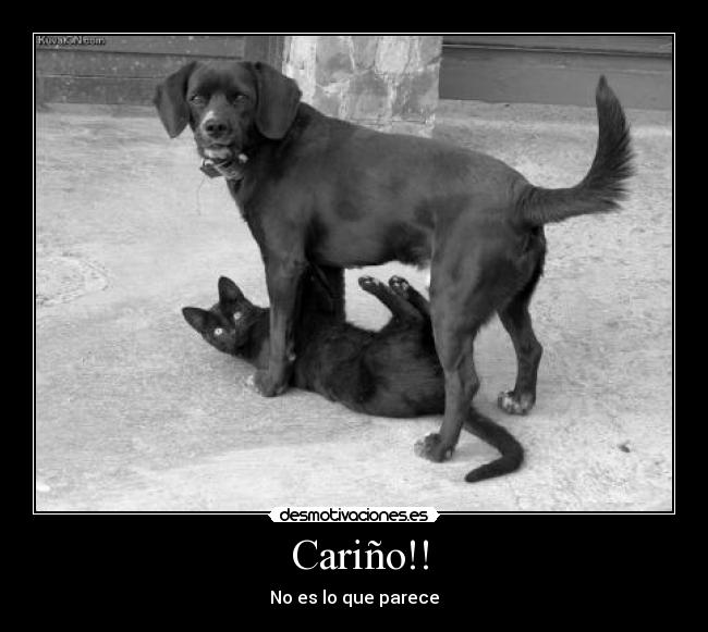  Cariño!! - 