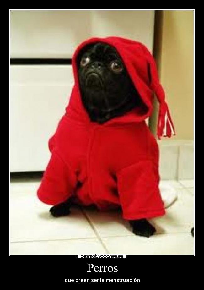 Perros - que creen ser la menstruación
