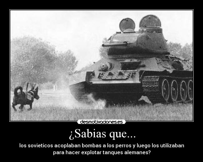 ¿Sabias que... - los sovieticos acoplaban bombas a los perros y luego los utilizaban
para hacer explotar tanques alemanes?