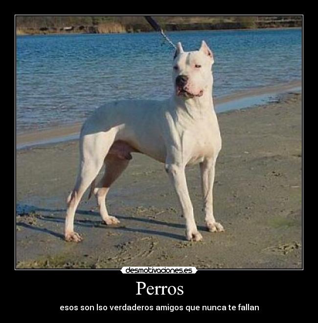 Perros - 