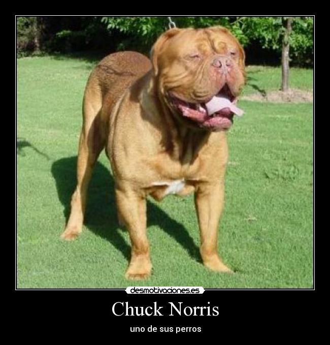Chuck Norris - uno de sus perros