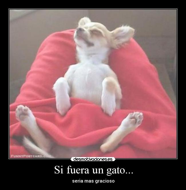 Si fuera un gato... - seria mas gracioso