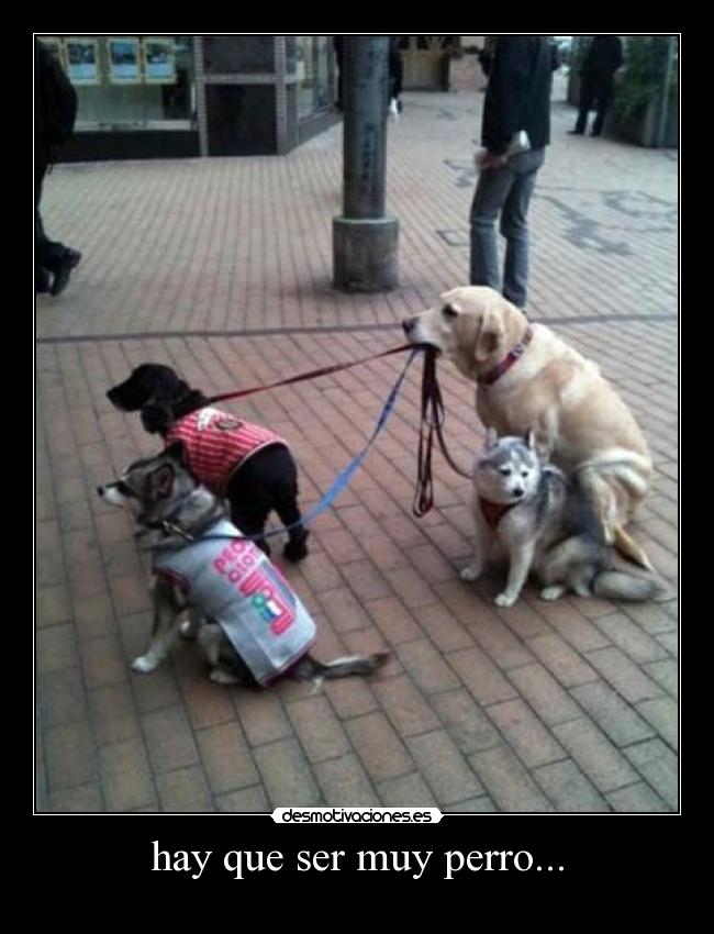 hay que ser muy perro... - 