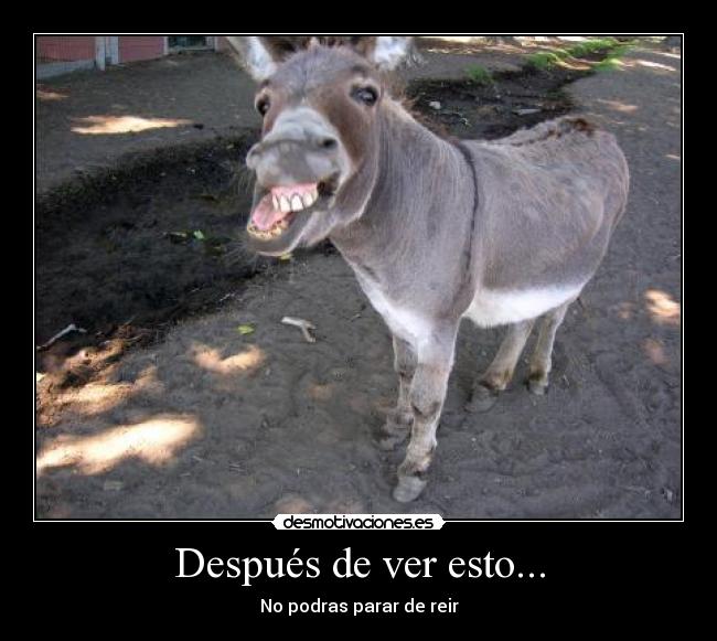 Después de ver esto... - No podras parar de reir