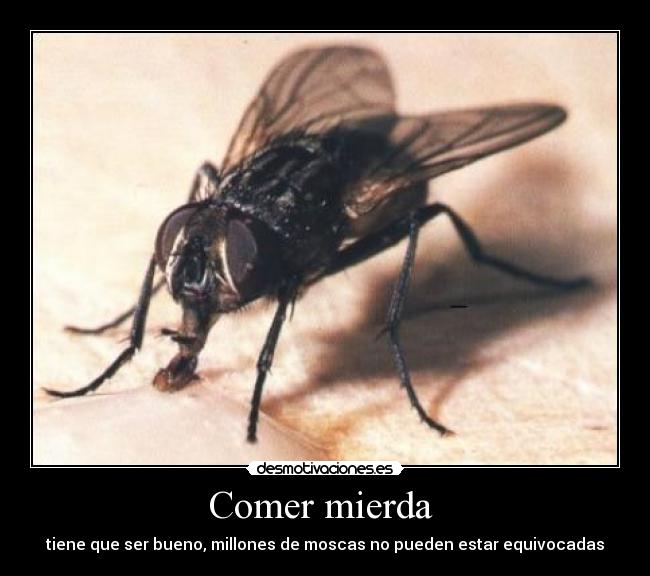 Comer mierda - tiene que ser bueno, millones de moscas no pueden estar equivocadas