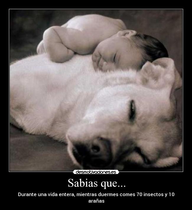 Sabias que... - Durante una vida entera, mientras duermes comes 70 insectos y 10 arañas