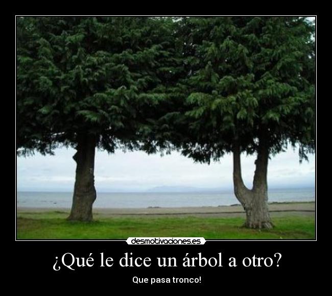 ¿Qué le dice un árbol a otro? -