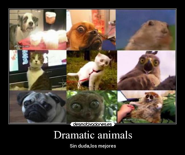 Dramatic animals - Sin duda,los mejores