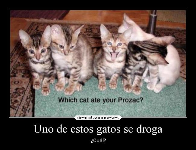 Uno de estos gatos se droga - ¿Cuál?
