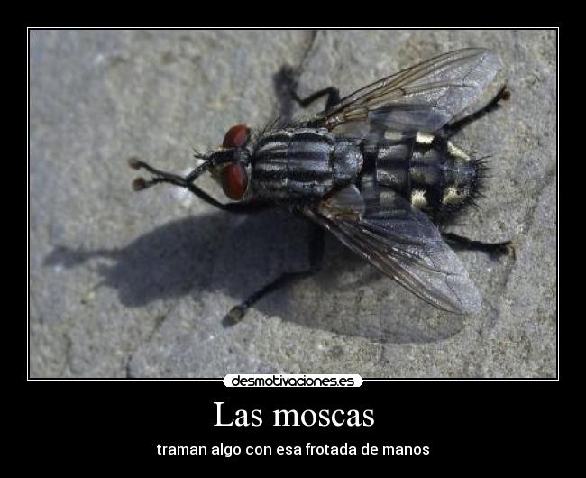 Las moscas -