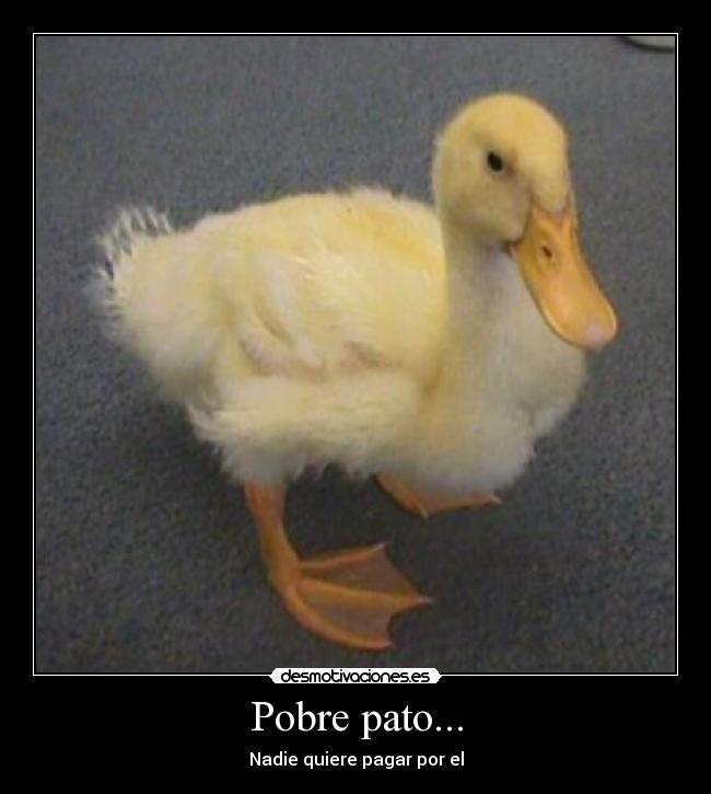 Pobre pato... - Nadie quiere pagar por el