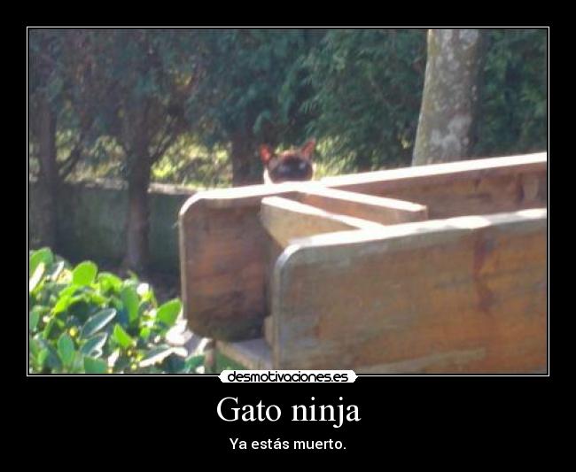 Gato ninja - Ya estás muerto.
