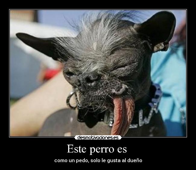 Este perro es  - 