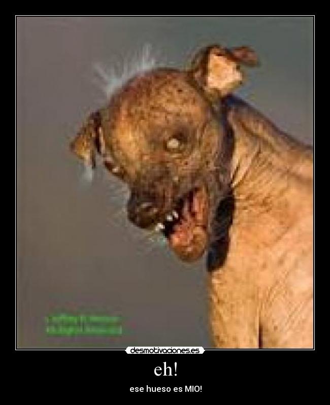eh! - ese hueso es MIO!