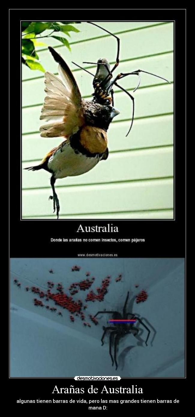Arañas de Australia - algunas tienen barras de vida, pero las mas grandes tienen barras de mana D: