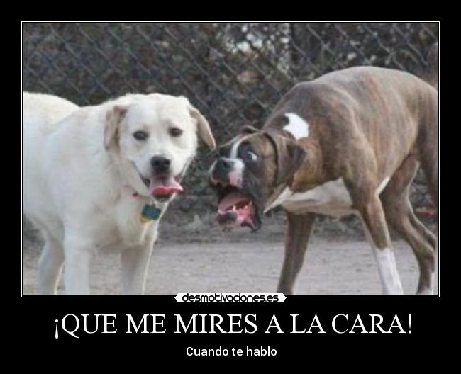 ¡QUE ME MIRES A LA CARA! - Cuando te hablo