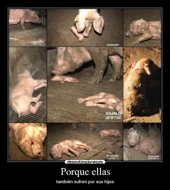 Porque ellas - 