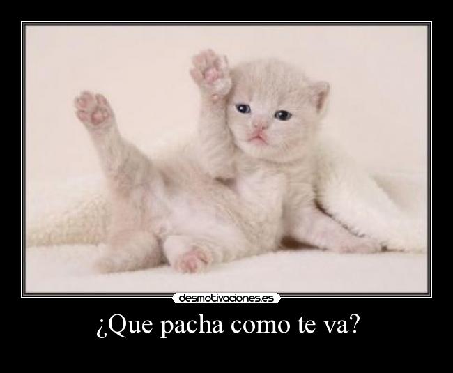 carteles gato mono lindo tierno pacha desmotivaciones