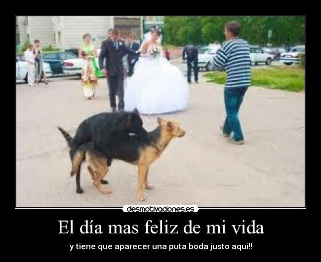 carteles vida boda desmotivaciones