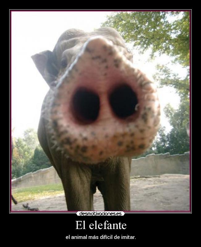 El elefante - 