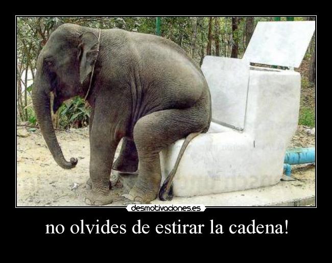 no olvides de estirar la cadena! -